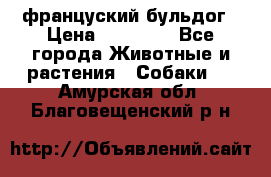 француский бульдог › Цена ­ 40 000 - Все города Животные и растения » Собаки   . Амурская обл.,Благовещенский р-н